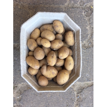 Drillinge 1 kg