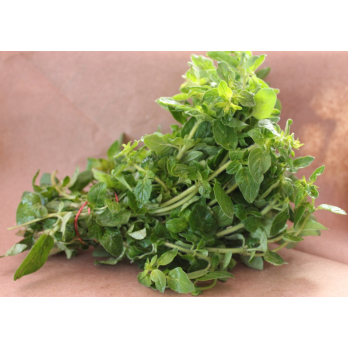 Oregano