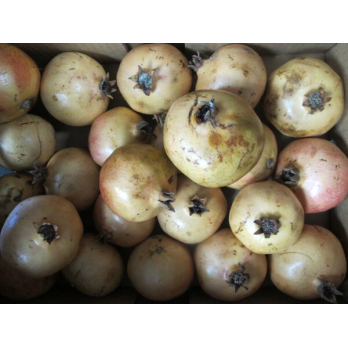 Granatapfel