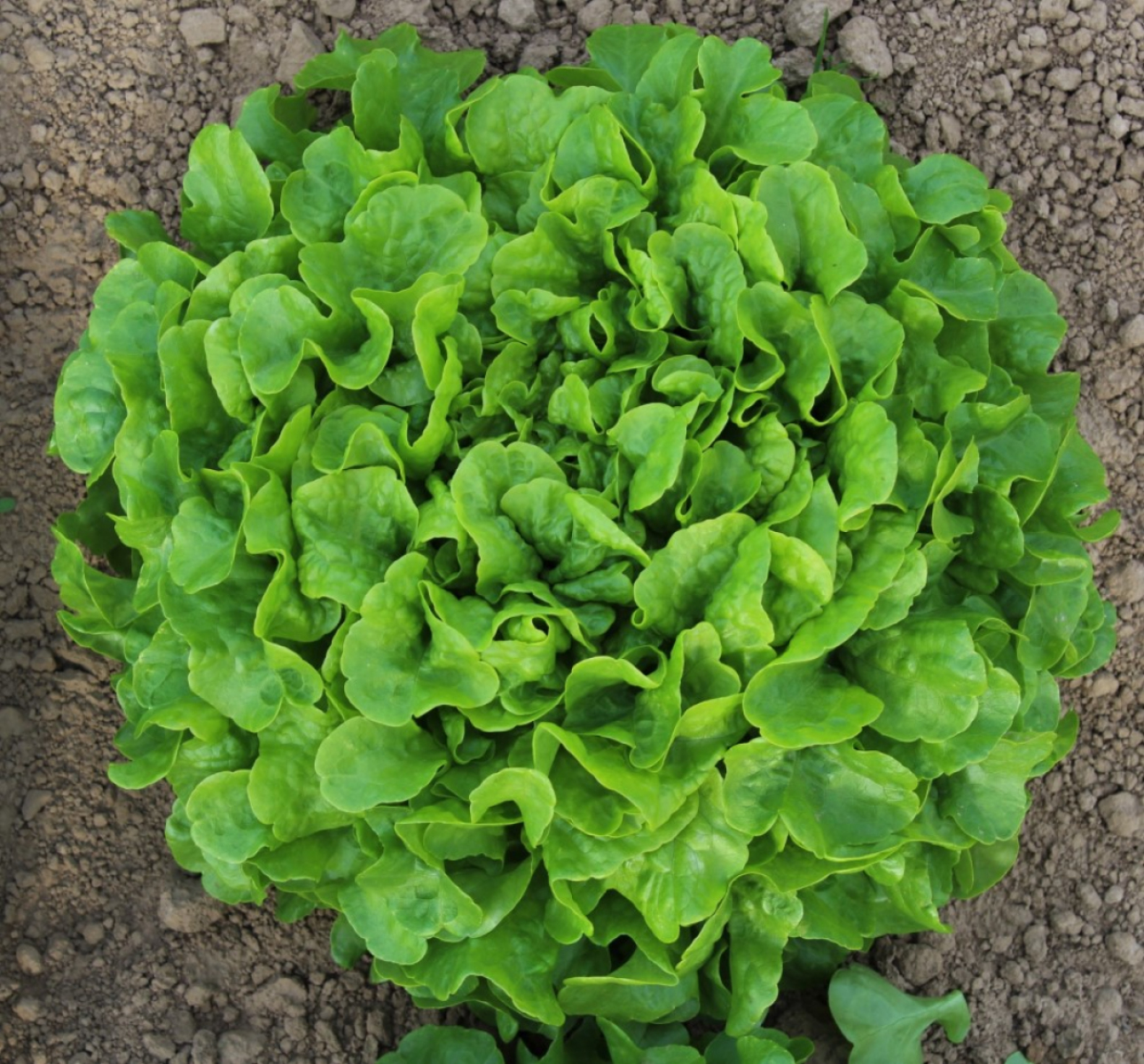 Eichblattsalat grün