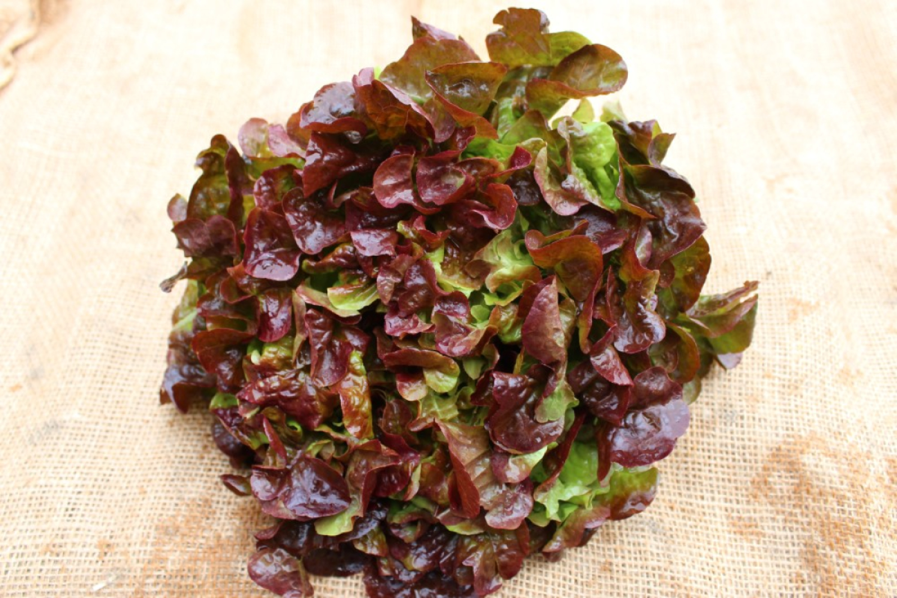 Eichblattsalat rot