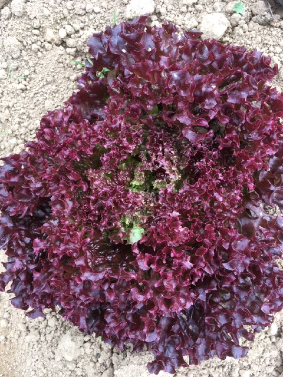 Lollo Rosso eigen