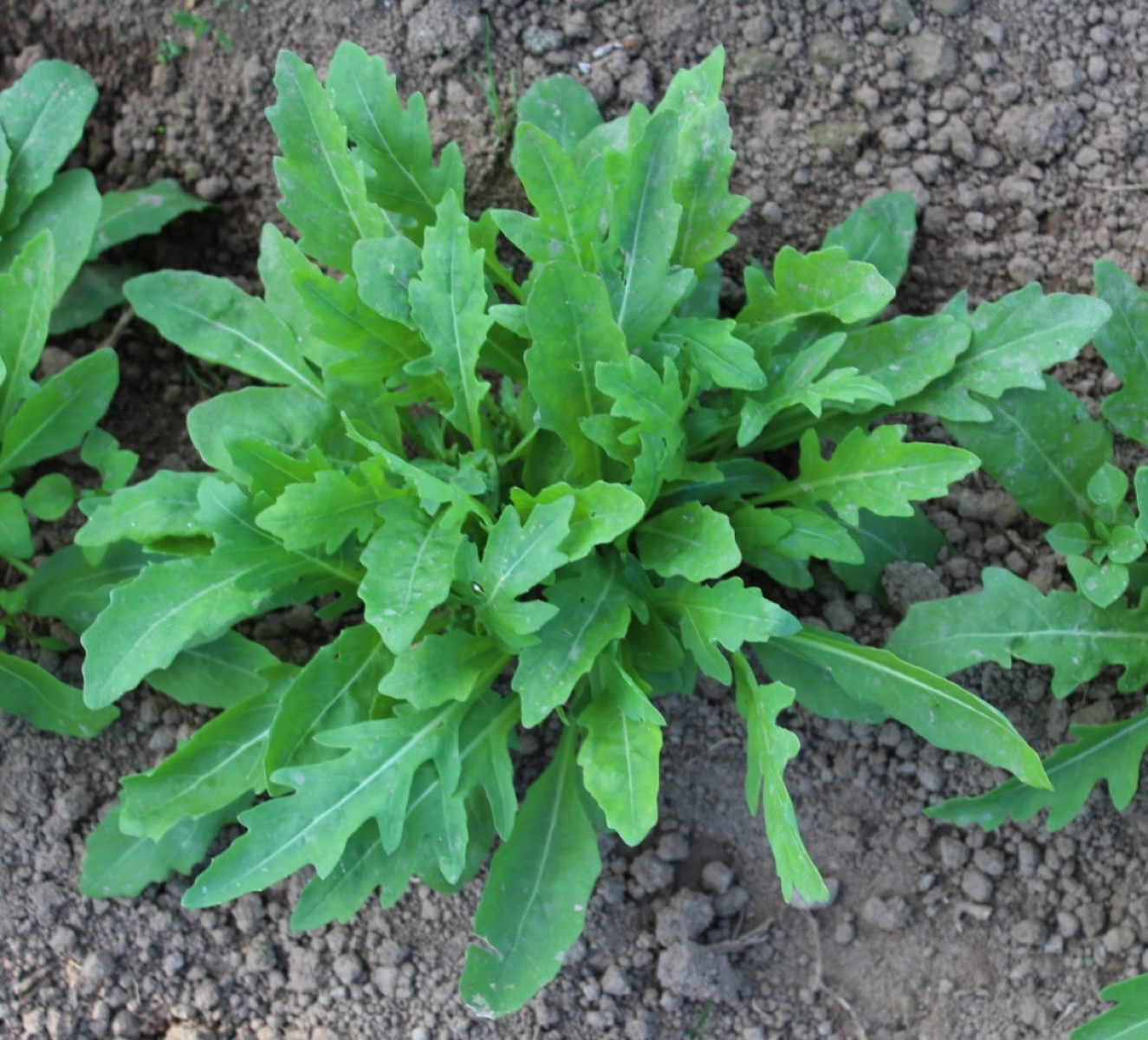 Rucola