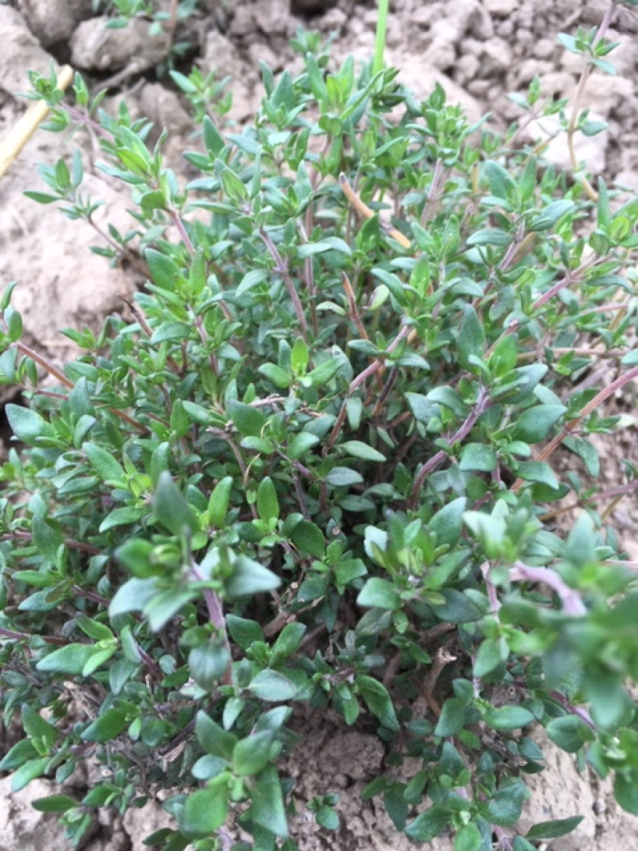 Thymian
