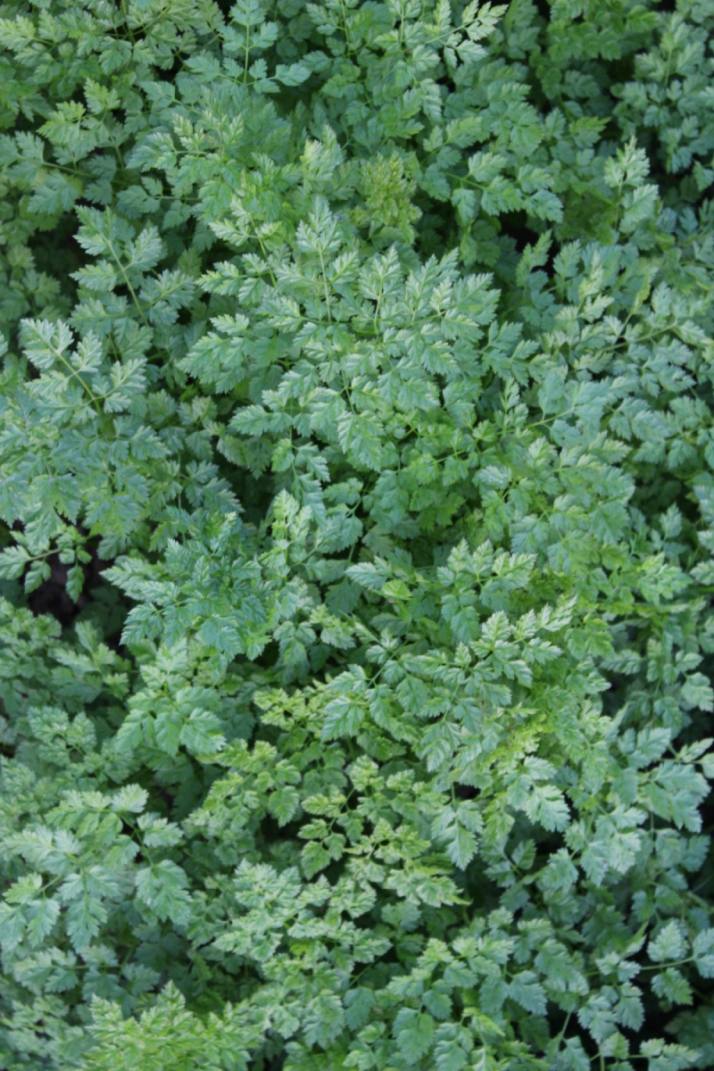 Kerbel