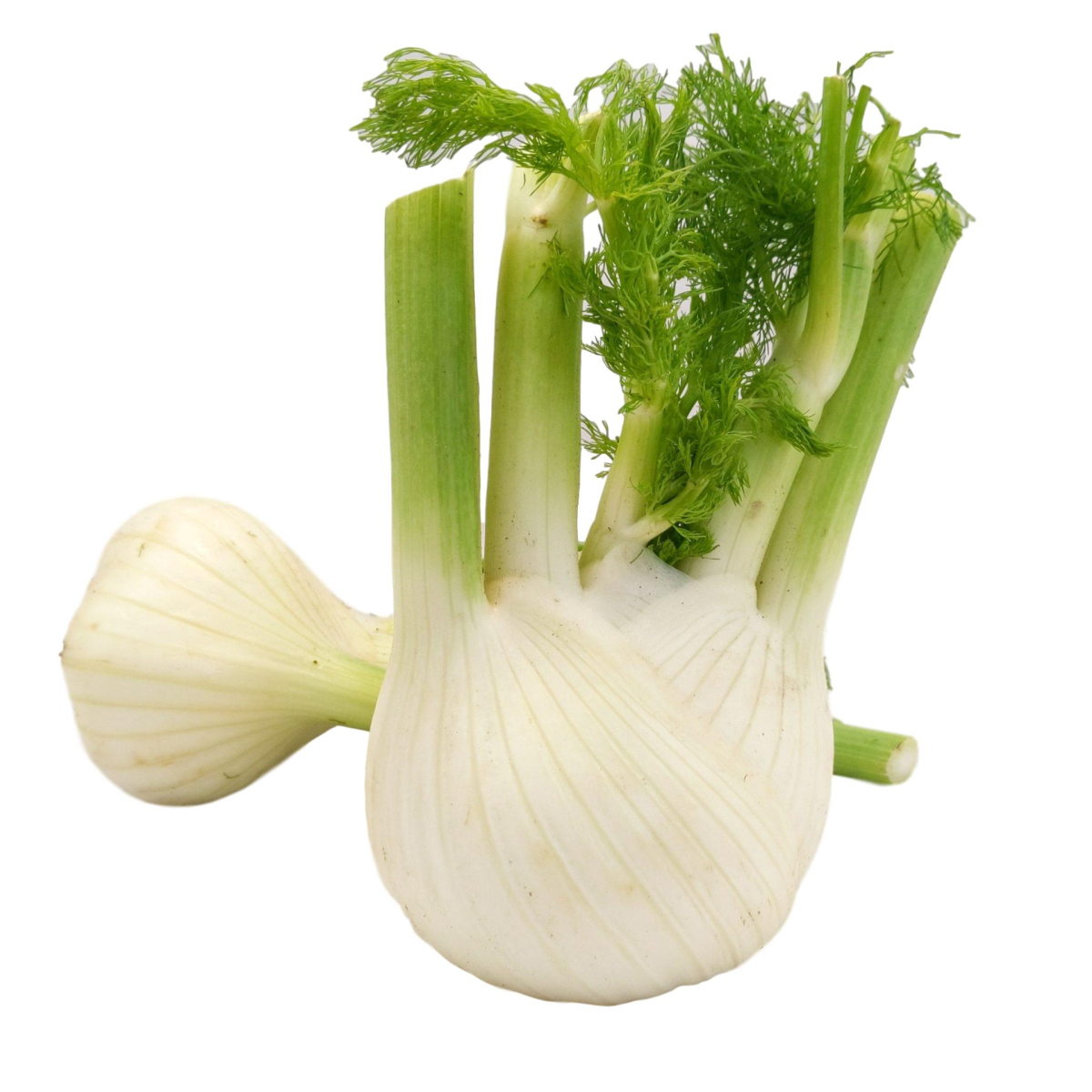 Fenchel, eigen