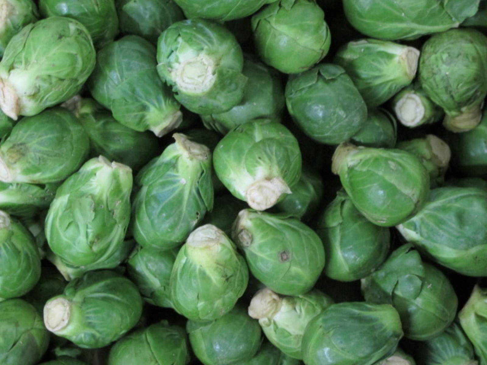 Rosenkohl