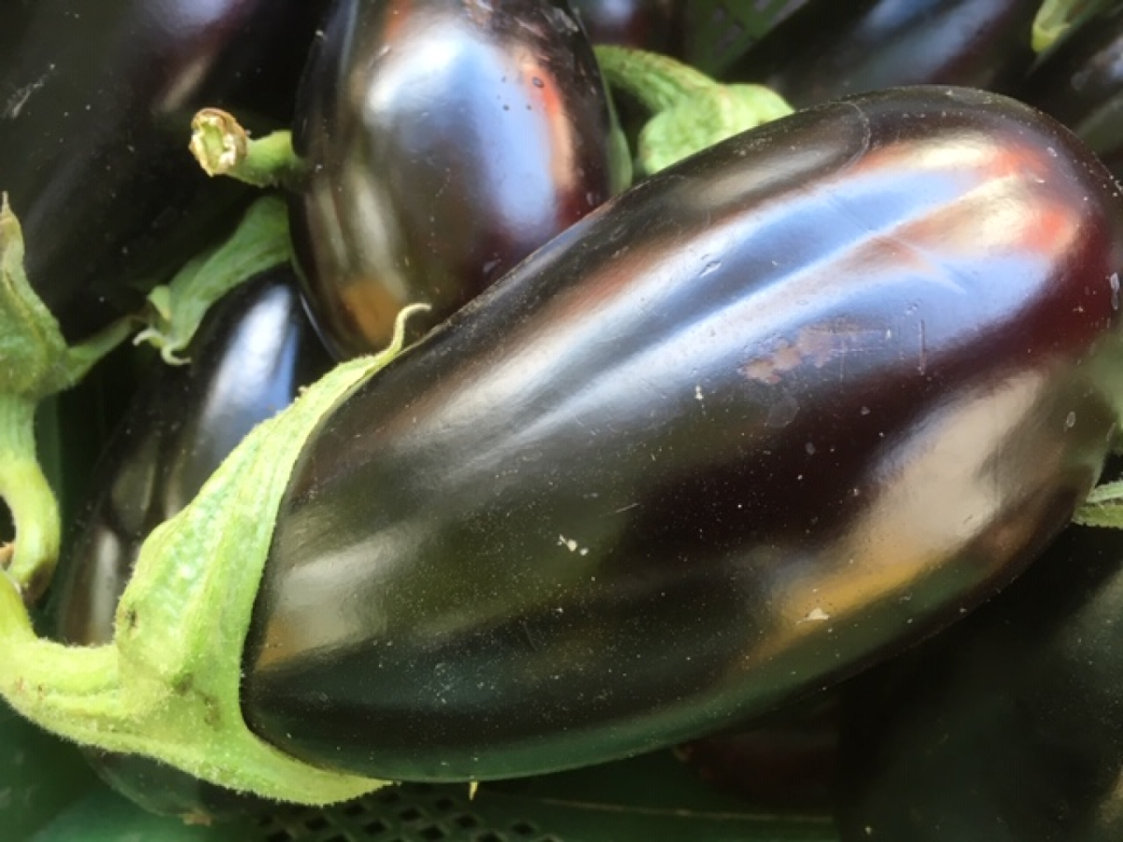Aubergine schwarz