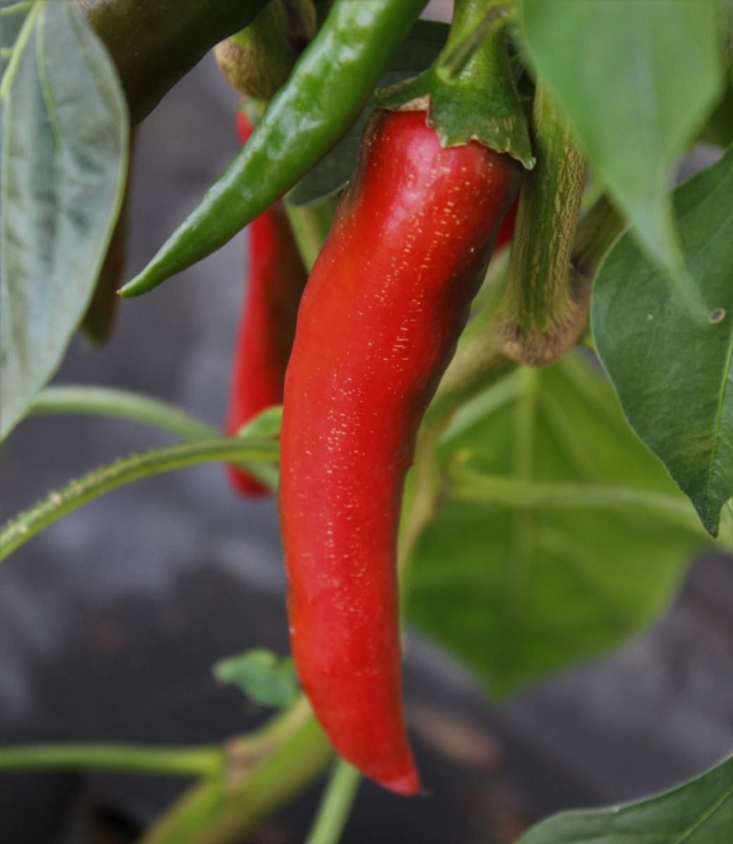 Peperoni Cayenne
