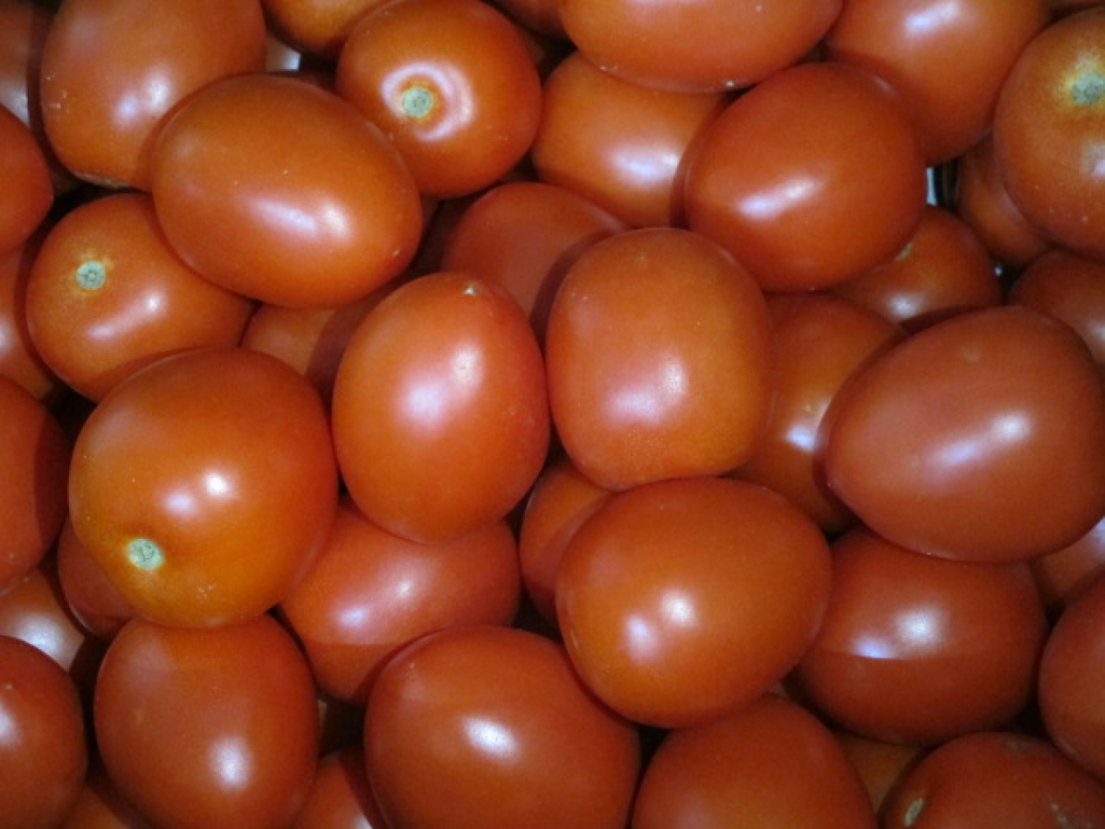 Tomate Rund