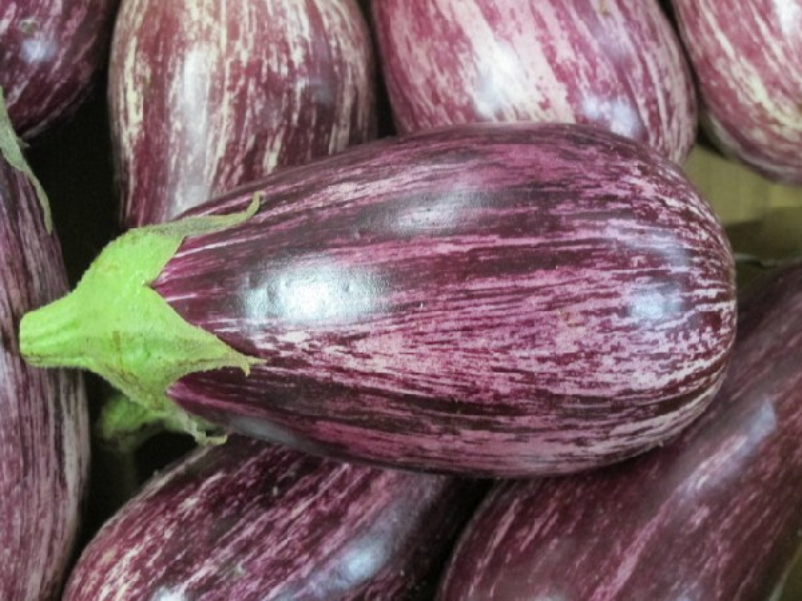 Aubergine gestreift eigen