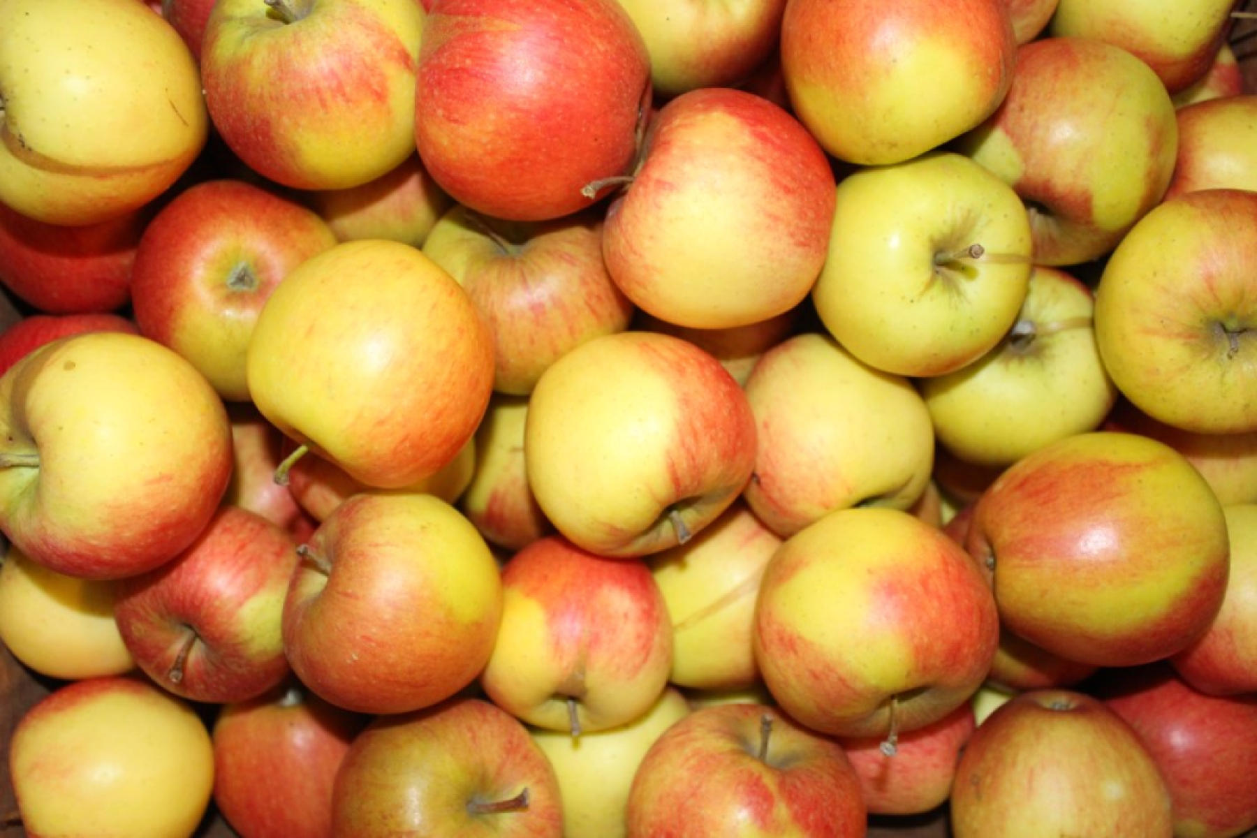 Apfel für Kinder