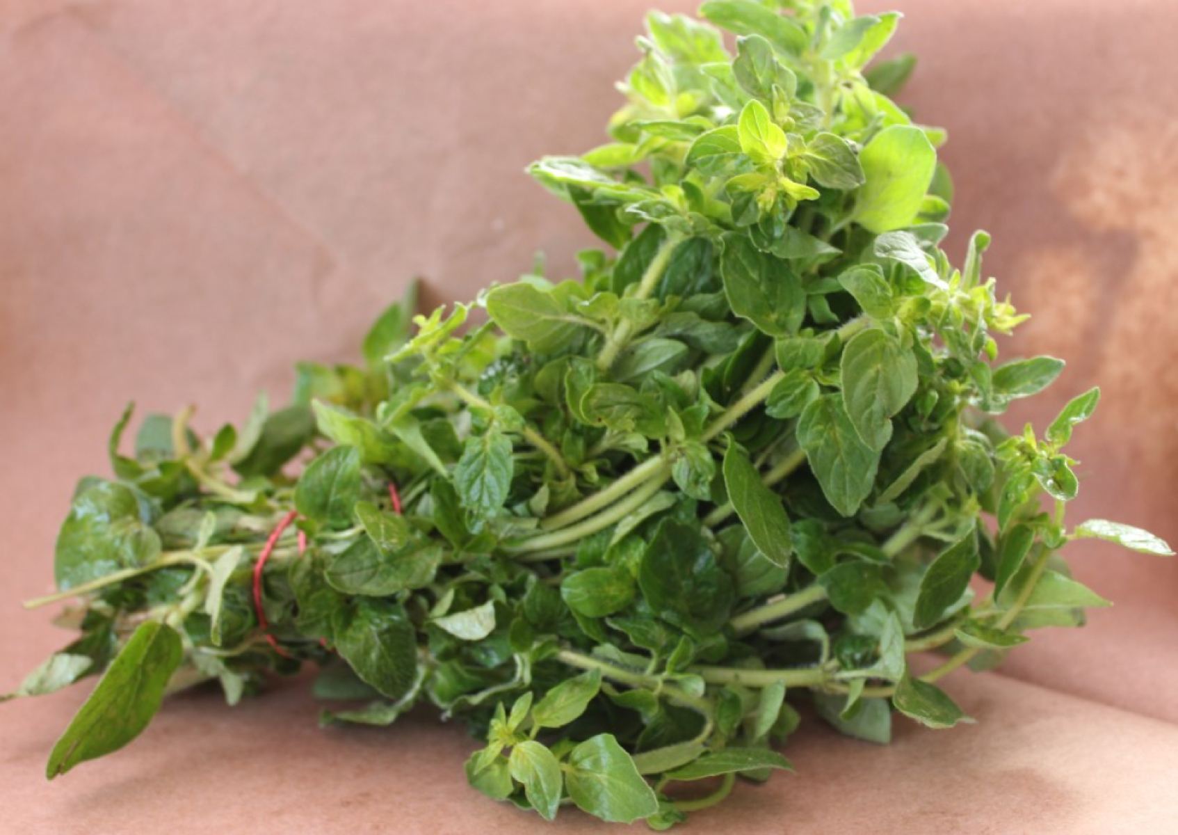 Oregano