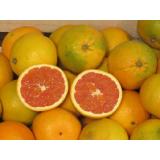 Halbblutorange Cara Cara