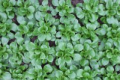 Feldsalat