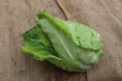 Spitzkohl eigen