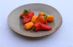 Snackpaprika EIGEN
