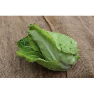 Spitzkohl