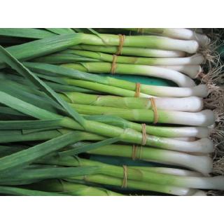 Knoblauch, frisch eigen