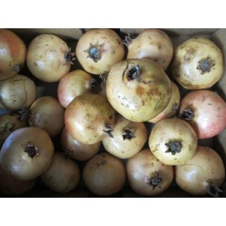 Granatapfel