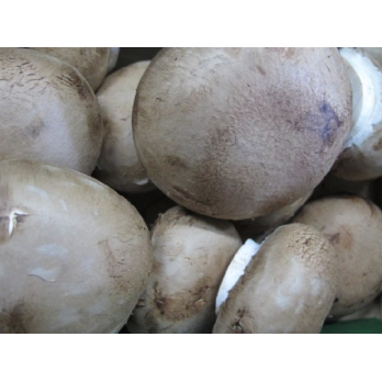 Grillchampignon
