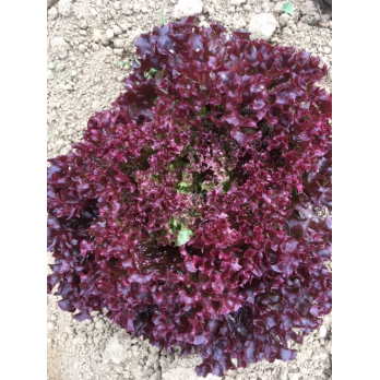 Lollo Rosso