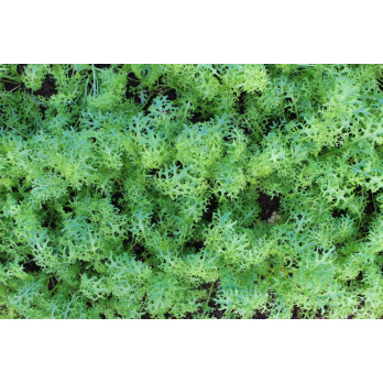 Blattsenf grün eigen