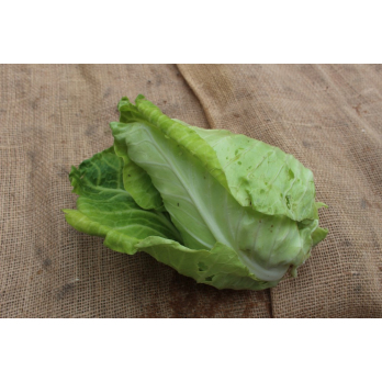 Spitzkohl