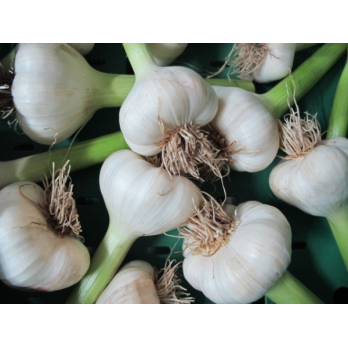 Knoblauch frisch, eigen