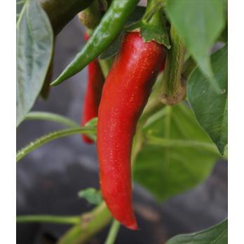 Peperoni Cayenne
