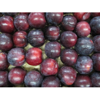 Pflaume rot